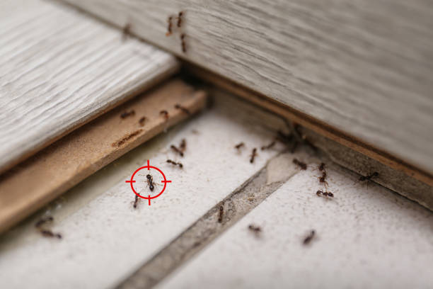 Spider Control Near Me in Lapeer, MI