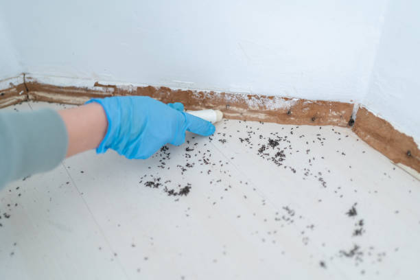 Best Local Pest Control Services  in Lapeer, MI